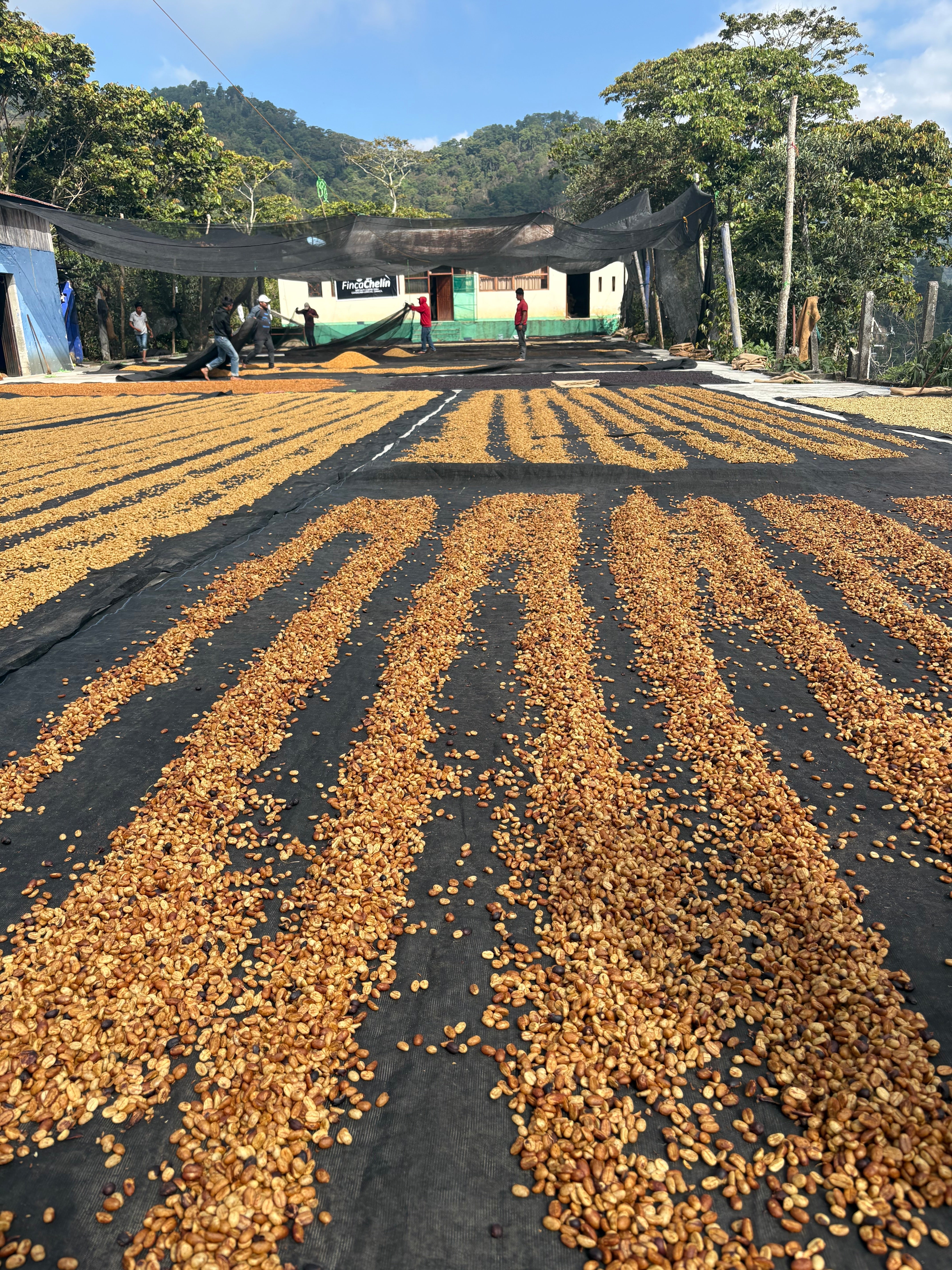 BEHIND THE CUP: OUR HEAD OF COFFEE IN OAXACA (PART 1)